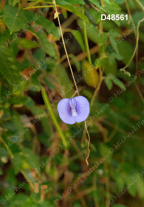 Coastal Butterfly-Pea (Centrosema virginianum)